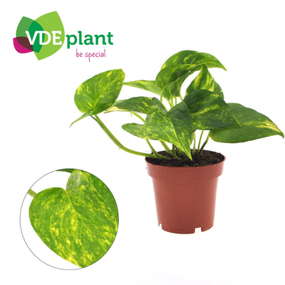 Epipremnum Aureum (Geldbaum) im 12cm Topf, ca. 25cm hoch