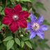 6x Clematis Duo Blue & Red - Waldrebe Duo Blau & Rot - Blau - Rot - Kletterpflanze - Ø9cm - ↕35cm Bild 3