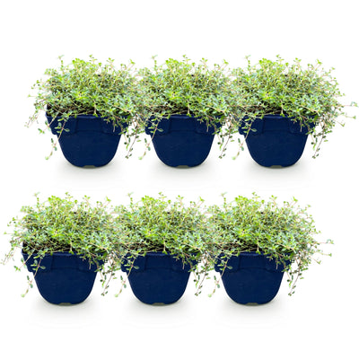 Green boutiQ - Perennials - Thymus Tricolour - Thyme - Groundcover - Pink - Red - White - 6 Plants - Pot 11cm - Height 15-25cm
