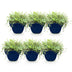 Green boutiQ - Perennials - Thymus Tricolour - Thyme - Groundcover - Pink - Red - White - 6 Plants - Pot 11cm - Height 15-25cm Bild 2