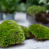 Terrarium Nachfüllpaket mit Calathea lancifolia & Fittonias Bild 5