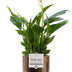 Spathiphyllum Einblatt mit Juliette Keramiktopf Goldbronze Ø12cm Bild 1