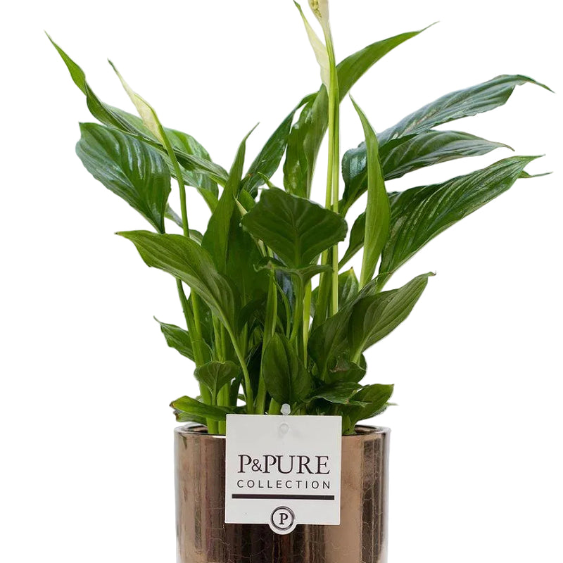 Spathiphyllum Einblatt mit Juliette Keramiktopf Goldbronze Ø12cm