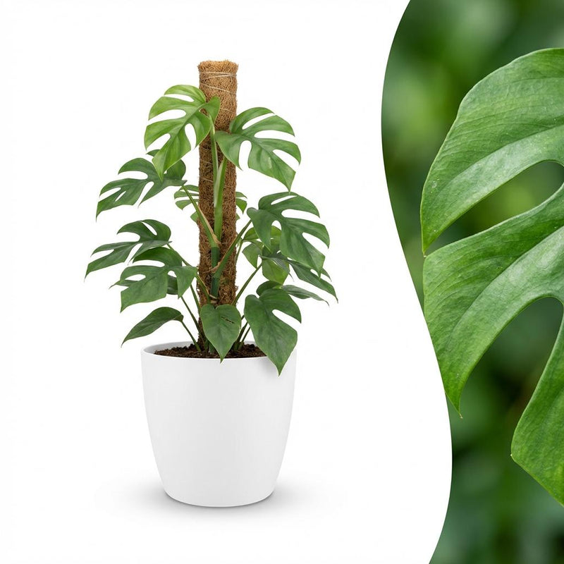 Monstera Minima Moosstab 90cm - Pflegeleicht & Dekorativ mit weißem Topf