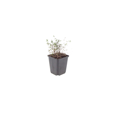 12x Thymian (Thymus vulgaris) - 10-25cm