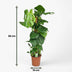 Monstera Deliciosa mit Moosstab - Pflegeleichte Zimmerpflanze, 90cm Bild 3