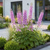 Green boutiQ - Stauden - Delphinium (P) Astolat - Rittersporn - Bienen- und Schmetterlingsmagneten - Rosa - 1 Pflanze - Topf 11cm - Höhe 15-25cm Bild 6