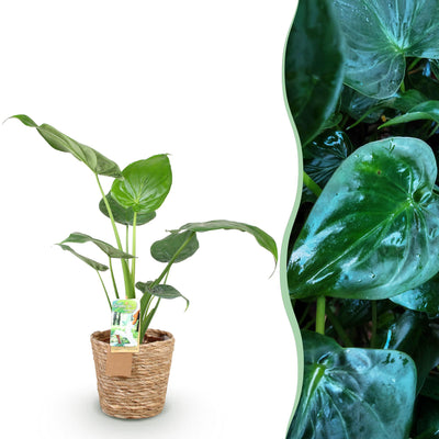 Green boutiQ - Zimmerpflanzen - Alocasia Cucullata - Buddhas Hand - Wenig Pflege - mit Korb - Grün - 1 Pflanze - Topf 17cm - Höhe 60-65cm