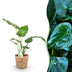 Green boutiQ - Zimmerpflanzen - Alocasia Cucullata - Buddhas Hand - Wenig Pflege - mit Korb - Grün - 1 Pflanze - Topf 17cm - Höhe 60-65cm Bild 1