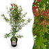 Japanischer Ahorn 'Phoenix' - Acer palmatum, Topf 26cm, 90cm Bild 1