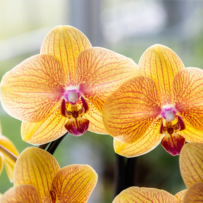 Kolibri Orchidee Niagara Falls mit Poppy-Übertopf peach