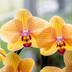 Kolibri Orchidee Niagara Falls mit Poppy-Übertopf peach Bild 2