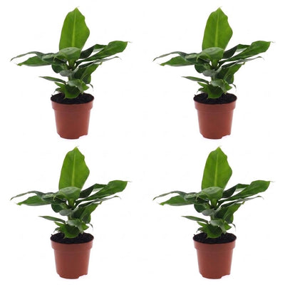 Green boutiQ - Musa Oriental Dwarf - Orientalische Zwergbanane - 4 Pflanzen - Pot 12cm - Hoogte - 30cm