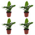 Green boutiQ - Musa Oriental Dwarf - Orientalische Zwergbanane - 4 Pflanzen - Pot 12cm - Hoogte - 30cm Bild 2