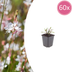 Gaura 'Whirling Butterflies' (10-25cm, Ø9cm) - Elegant Perennial Bild 1