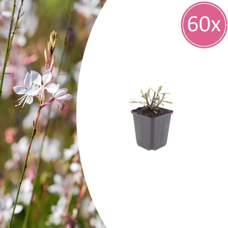 Gaura 'Whirling Butterflies' (10-25cm, Ø9cm) - Elegant Perennial