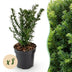 Green boutiQ - 8x Taxus baccata - Eibe - Heckenpflanzen - Immergrün - Grün - Topf 9cm - Höhe 20-30cm Bild 1