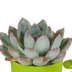 Sukkulenten-Mischung 5er-Pack, 5,5 cm, im farbigen Topf Bild 7
