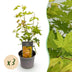 Acer palmatum Orange Dream: 3x orange Zwerg-Ahorn, 35cm, Topf 12cm Bild 1