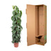 Philodendron Scandens Mosstok – 150 cm – Ø27 Bild 4