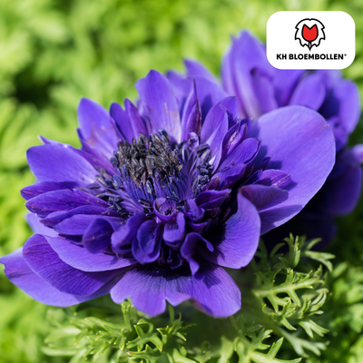 Anemone double 30 pieces