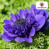 Doppelte Anemonen, 30 Stück - Farbenfrohe Blütenpracht für Ihren Garten Bild 2