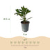 GreenboutiQ Kirschlorbeer 'Caucasica' - 8 Pflanzen für 1m Hecke Bild 3