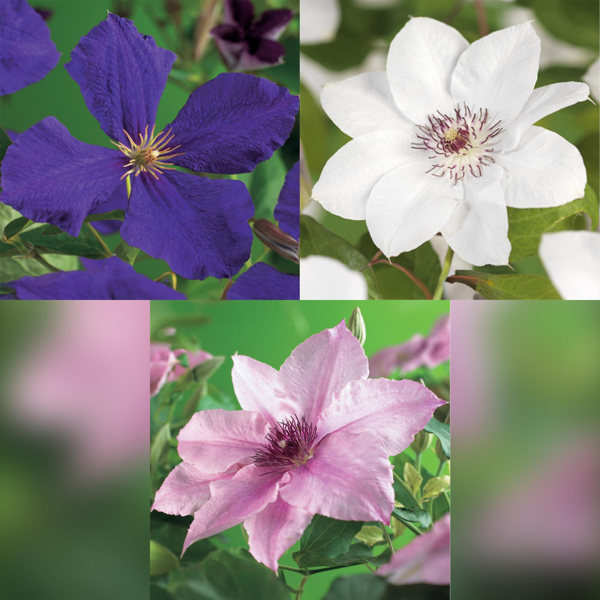 Clematis Tricolour Kletterpflanze: 3 Pflanzen, Rosa, Weiß, Lila