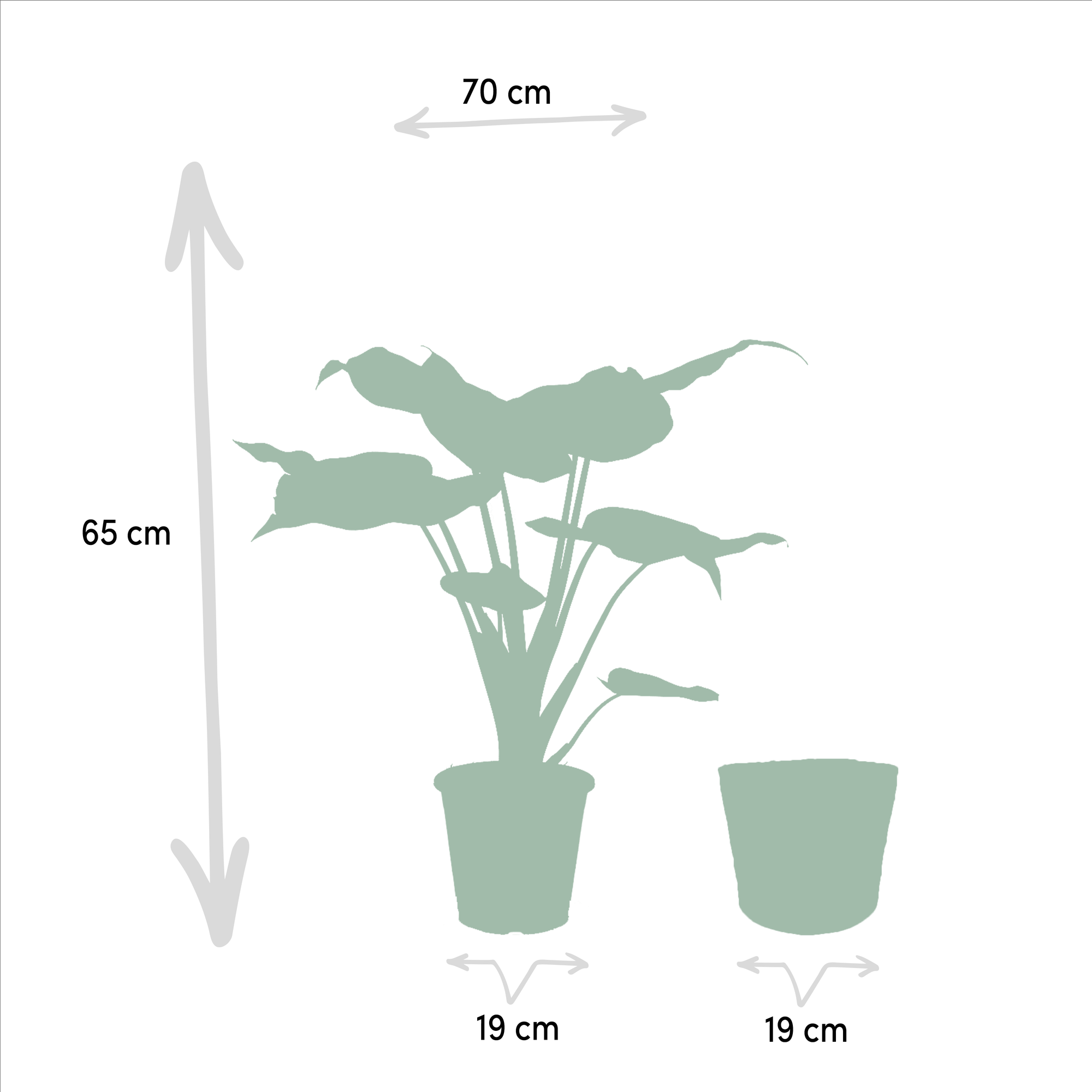 Alocasia Cucullata - Ø19cm - ↕60cm + Alocasia Wentii - Ø19cm - ↕60cm + Korb Selin