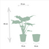 Alocasia Duo: Cucullata & Wentii in Selin Basket, Ø19cm, ↕60cm Bild 3