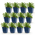 Green boutiQ - Perennial - Campanula persicifolia - Peach-leaved Bellflower - Bee and Butterfly Attractors - Blue - 12 Plants - Pot 11cm - Height 15-25cm Bild 2