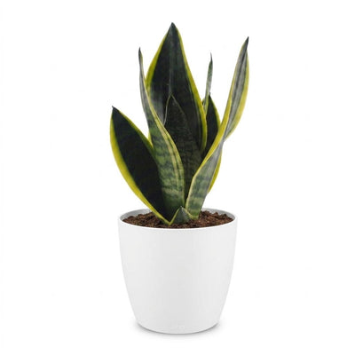 Green boutiQ - Sansevieria Future Superb - Bogenhanf - 1 Pflanze - mit Weißem Topf - Topf 12cm - Höhe - 35cm