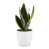 Green boutiQ - Sansevieria Future Superb - Bogenhanf - 1 Pflanze - mit Weißem Topf - Topf 12cm - Höhe - 35cm Bild 2