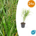 24x Hakonechloa macra - ↕10-25cm - Ø9cm Bild 1