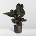 Calathea Ornata - Ø19cm - Zimmerpflanze mit rosa Streifen Bild 4