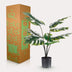 Artificial Plant - Monstera Deliciosa - Swiss Cheese Plant - 65 cm Bild 6