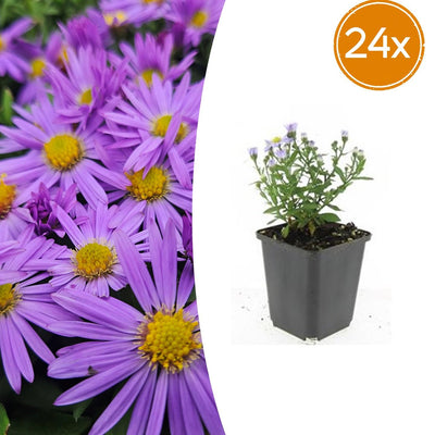 24x Aster 'Prof. Anton Kippenberg' lila, Herbstblüher, 10-25cm, Ø9cm