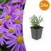 24x Aster 'Prof. Anton Kippenberg' purple, autumn bloomer, 10-25cm, Ø9cm Bild 1