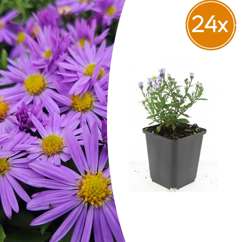 24x Aster 'Prof. Anton Kippenberg' purple, autumn bloomer, 10-25cm, Ø9cm