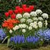 GreenboutiQ - Flower Bulbs - Bulbs from Holland - Hardy Perennial Bulbs - Various Colors - 125 Pieces - Gift Packaging Bild 6