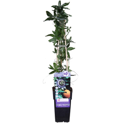 Passiflora Blau Caerulea Kletterpflanze, Ø15cm, ↕65cm