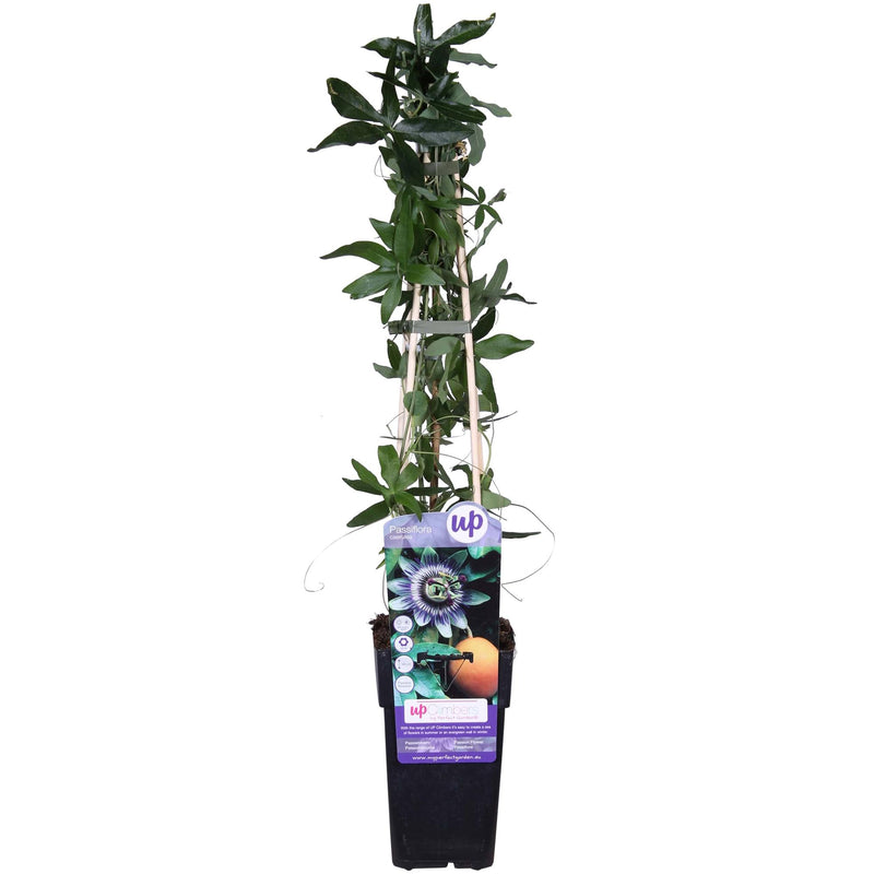 Passiflora Blau Caerulea Kletterpflanze, Ø15cm, ↕65cm