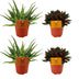2x Aloe Spider + 2x Peperomia Rosso - 4 Pflanzen-Set Ø10,5 cm Bild 1