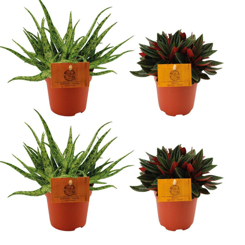 2x Aloe Spider + 2x Peperomia Rosso - 4 Pflanzen-Set Ø10,5 cm