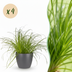 Green boutiQ Cyperus alternifolius Zumula Topf 12cm 4 Pflanzen Bild 1