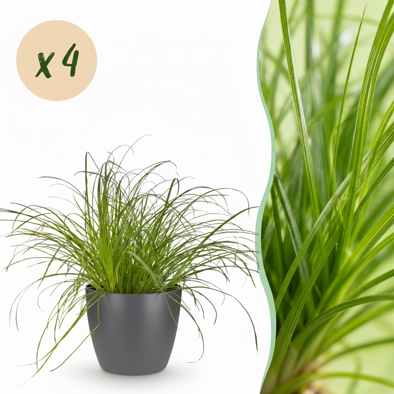 Green boutiQ Cyperus alternifolius Zumula Topf 12cm 4 Pflanzen