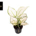 Aglaonema White Joy - Ø12cm - ↕35cm Bild 2