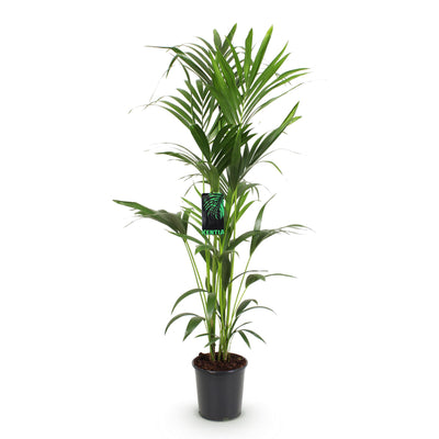 Howea Forsteriana (Kentia Palme) – Pflegeleicht, 140-150cm