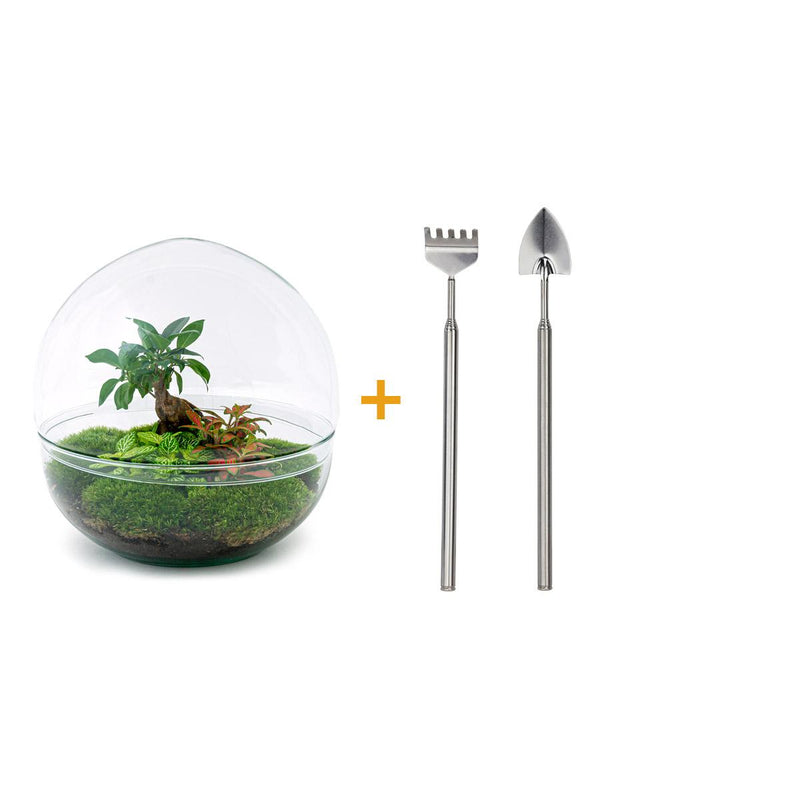 Flaschengarten Kuppel XL - Ficus Ginseng Bonsai DIY Set, 30 cm