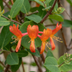 2x Lonicera br. 'Dropmore Scarlet' - Scharlachrote Geißschlinge - Ø9cm Bild 3